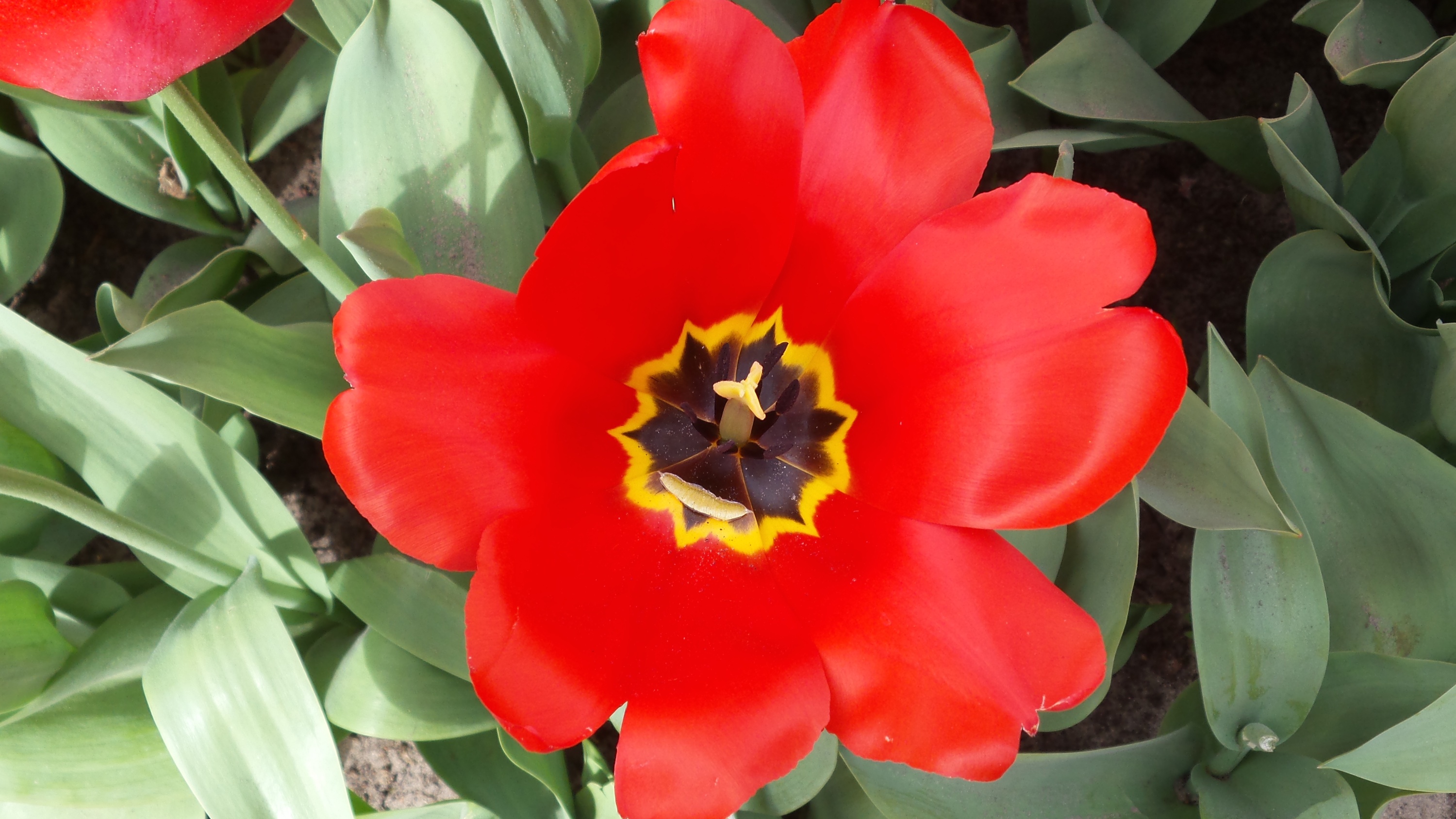 2014-04-17 Holland Tulips 43.jpg